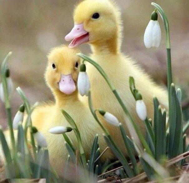 Ducklings Diamond Painting Kit