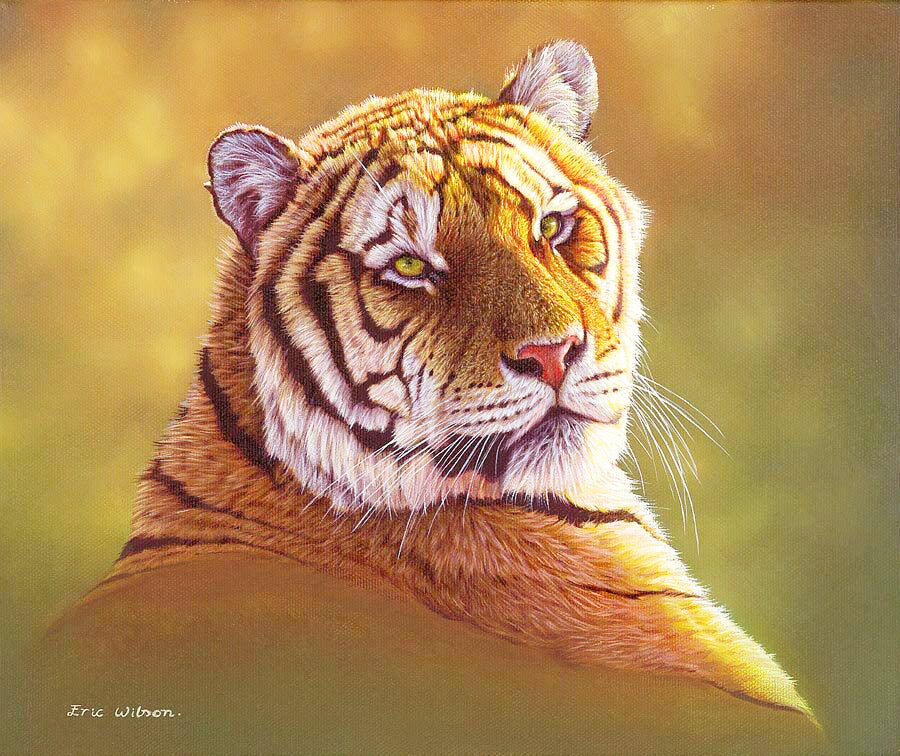 Amur Tiger