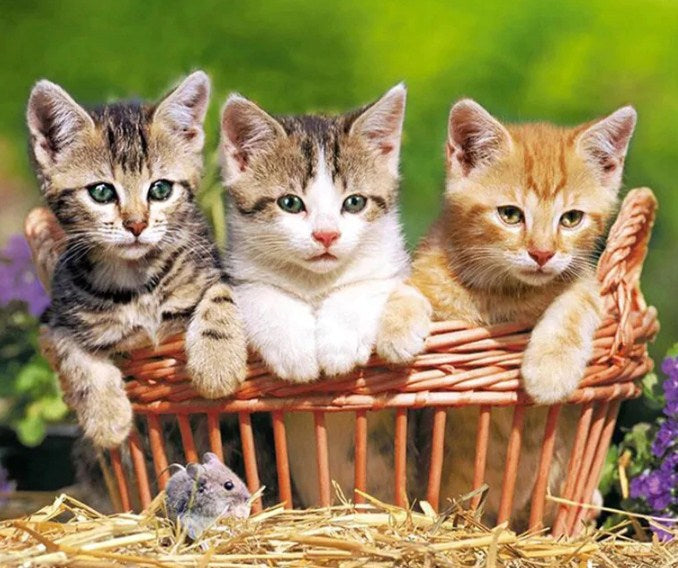 Three Lovely Kittens Diamond Painting Kit