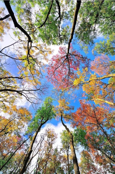 Trees Touching the Sky Diamond Painting Kit