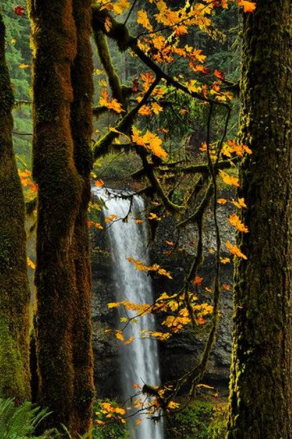 Ulmus Alata Trees Diamond Painting Kit