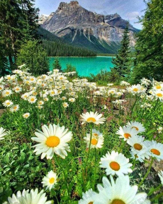 White Daisies & Mountain View Paint by Diamonds