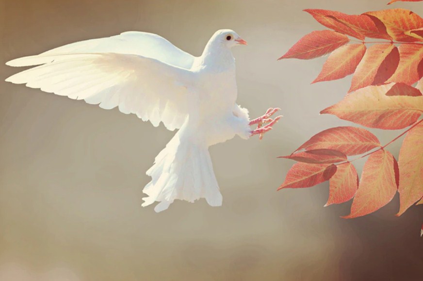 White Pigeon & Autumn Leaves Diamond Painting Kit