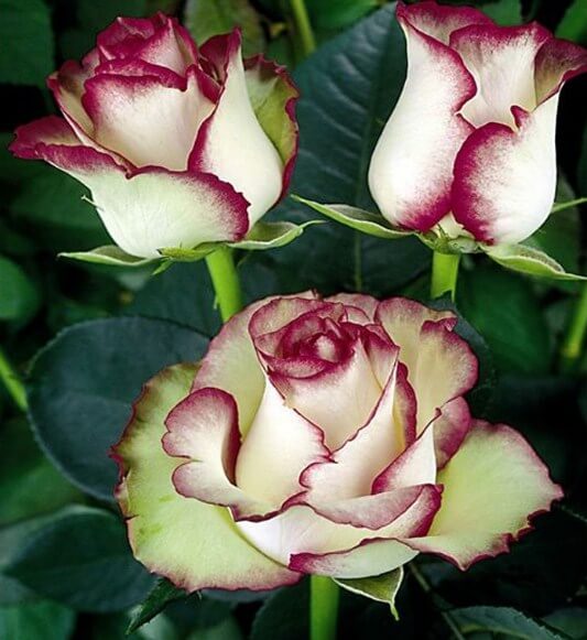 White Roses with Red Tips DIY Painting