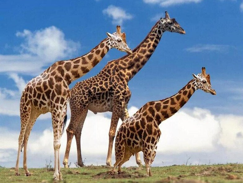 Yellow & Brown Giraffes Paint by Diamonds