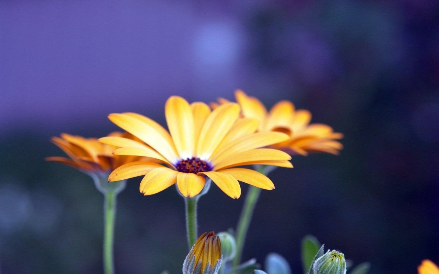 Gele Gerbera Bloem Close-up
