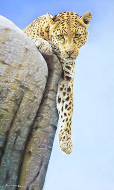 African Leopard