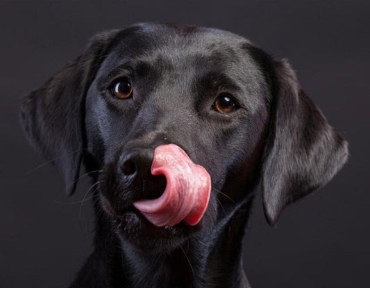 Amazing Black Labrador Retriever Diamond Painting
