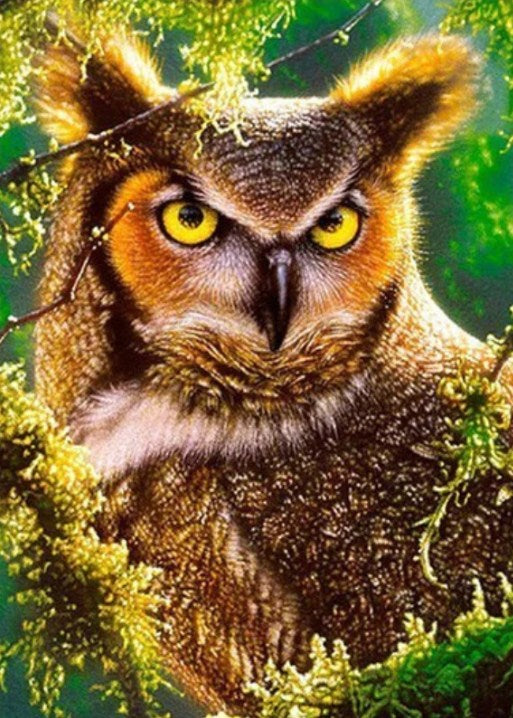 Angry Horned Owl Paint by Diamonds