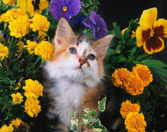 Beautiful Cat & Yellow Flowers Diamond Painting