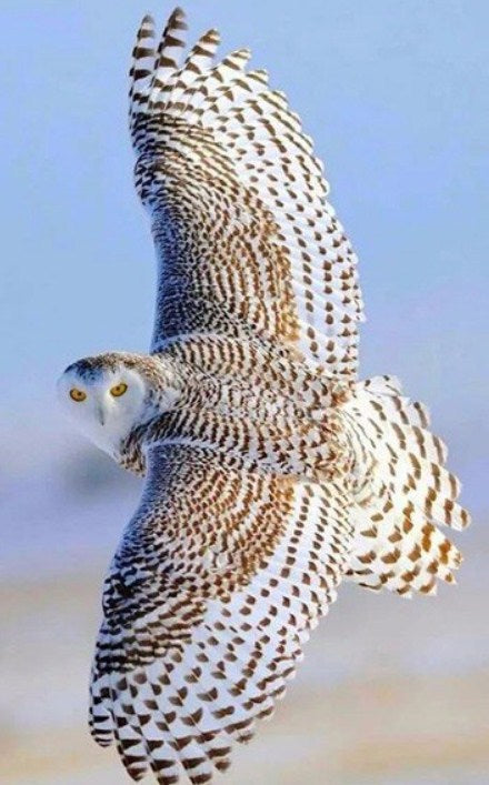 Beautiful Flying Snow Owl Diamond Painting