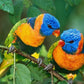 Pair of Parrots Paint by Diamonds
