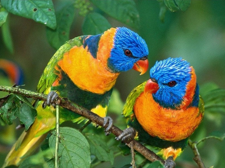 Pair of Parrots Paint by Diamonds