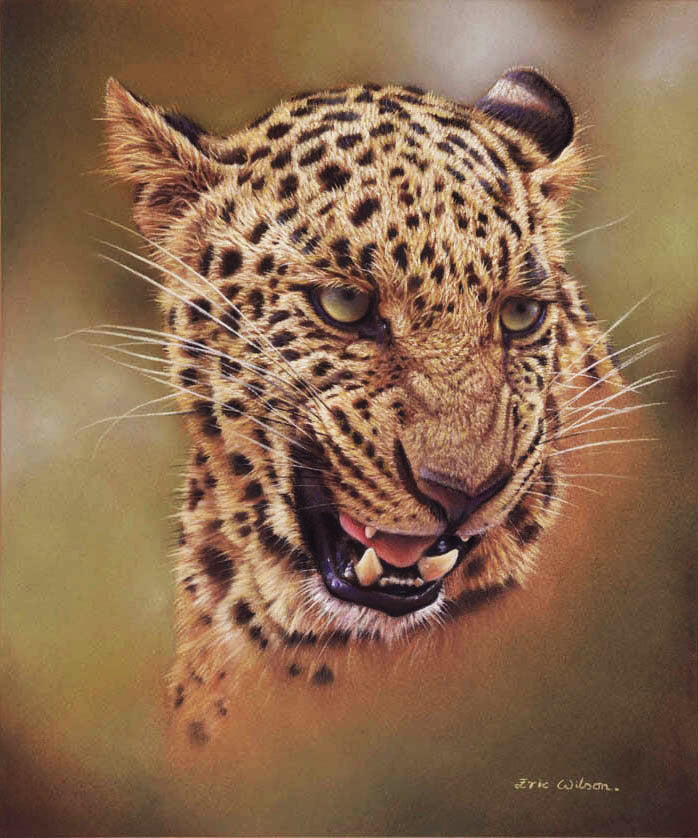 Indian Leopard by wildlife