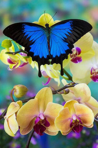 Blue Mountain Swallowtail Butterfly Diamond Painting