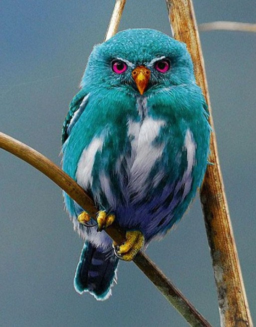 Blue Owl of Madagascar Paint by Diamonds