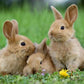 Bunnies in Meadow Diamond Painting Kit