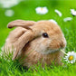 Bunny Painting Kit