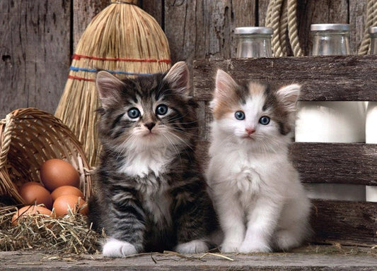 Charming Cats Paint by Diamonds