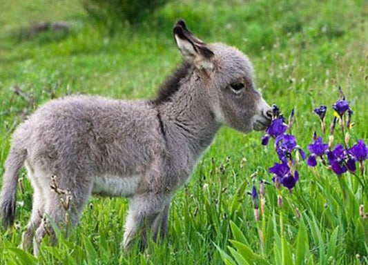 Cute Baby Donkey Paint by Diamonds