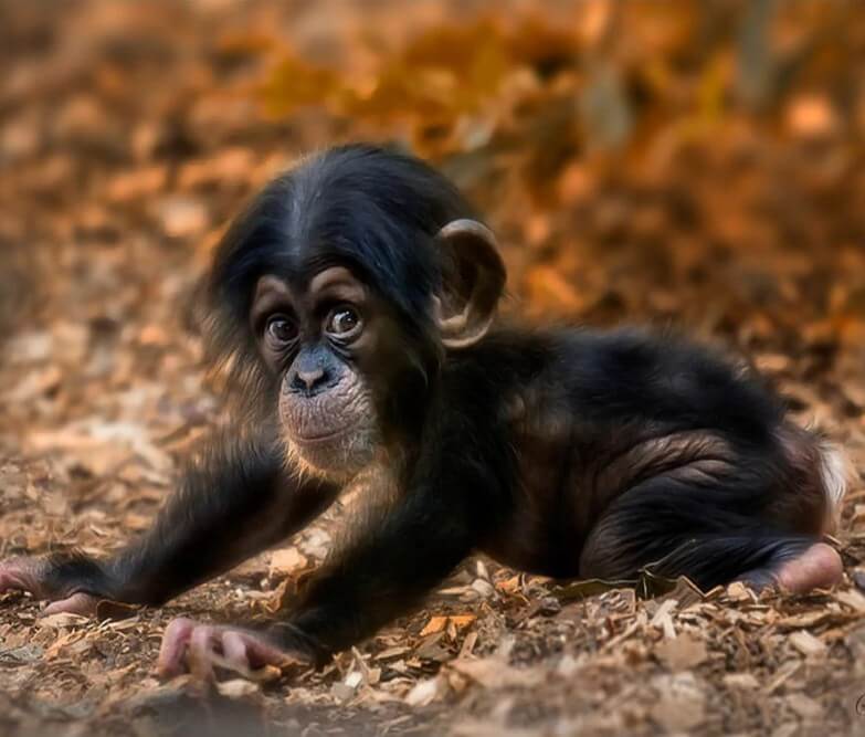 Schattigste Baby Aapjes Schattige Baby Aap Foto's Download Gratis