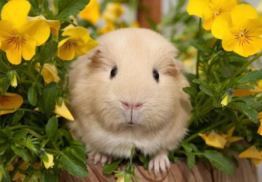 Cute Guinea pig & Yellow Flowers Diamond Painting