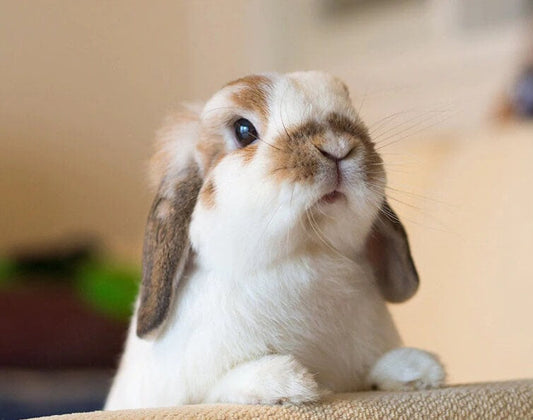 Rabbit DIY Painting Kit