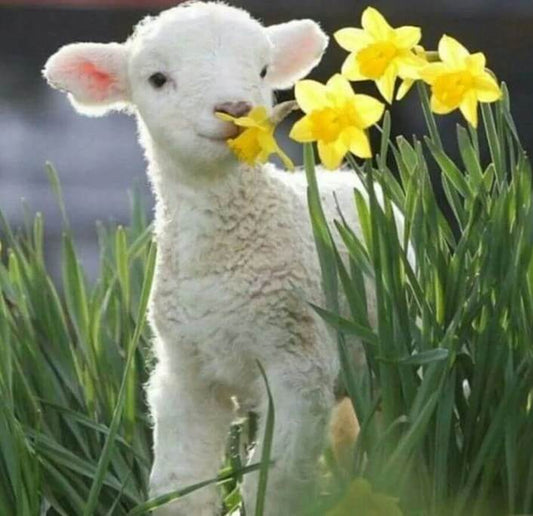 Sheep Diamond Painting Kit