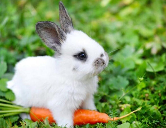 Cute White Baby Rabbit Diamond Painting