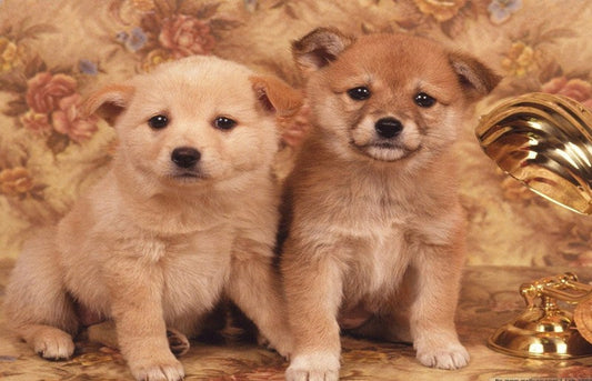 Cutest Puppies Paint by Diamonds