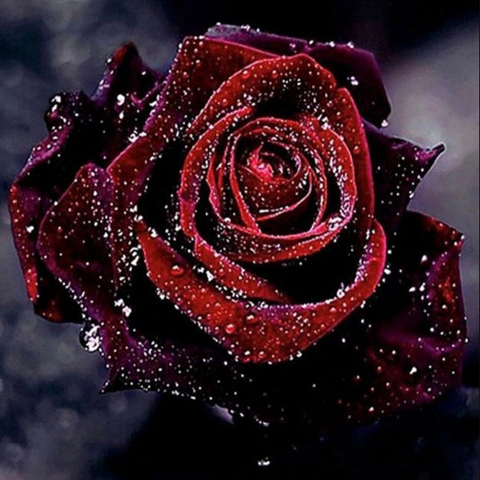 Dark Red Rose with Water Drops Diamond Painting