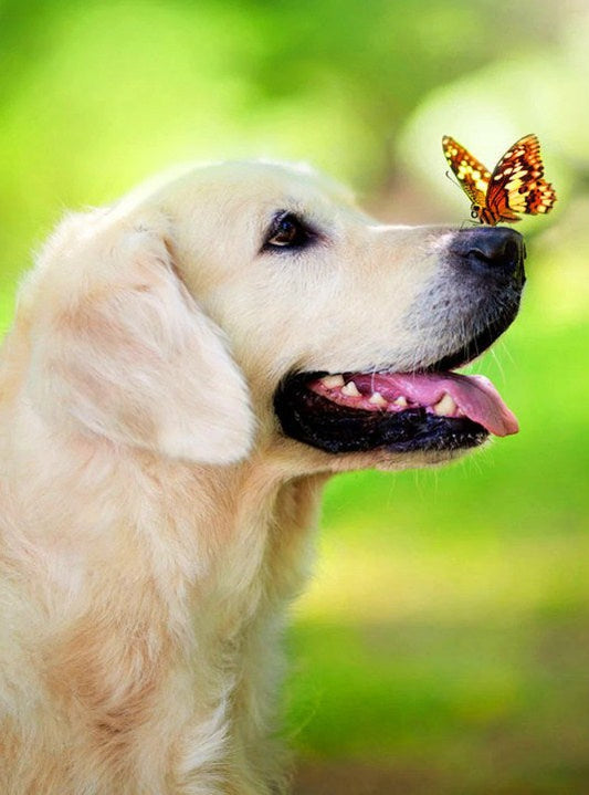 Dog with Butterfly on his Nose Diamond Painting