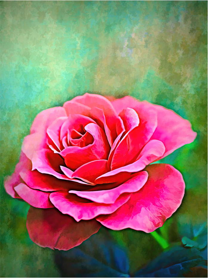 Exquise roze roos - Kunst door Denise Dundon