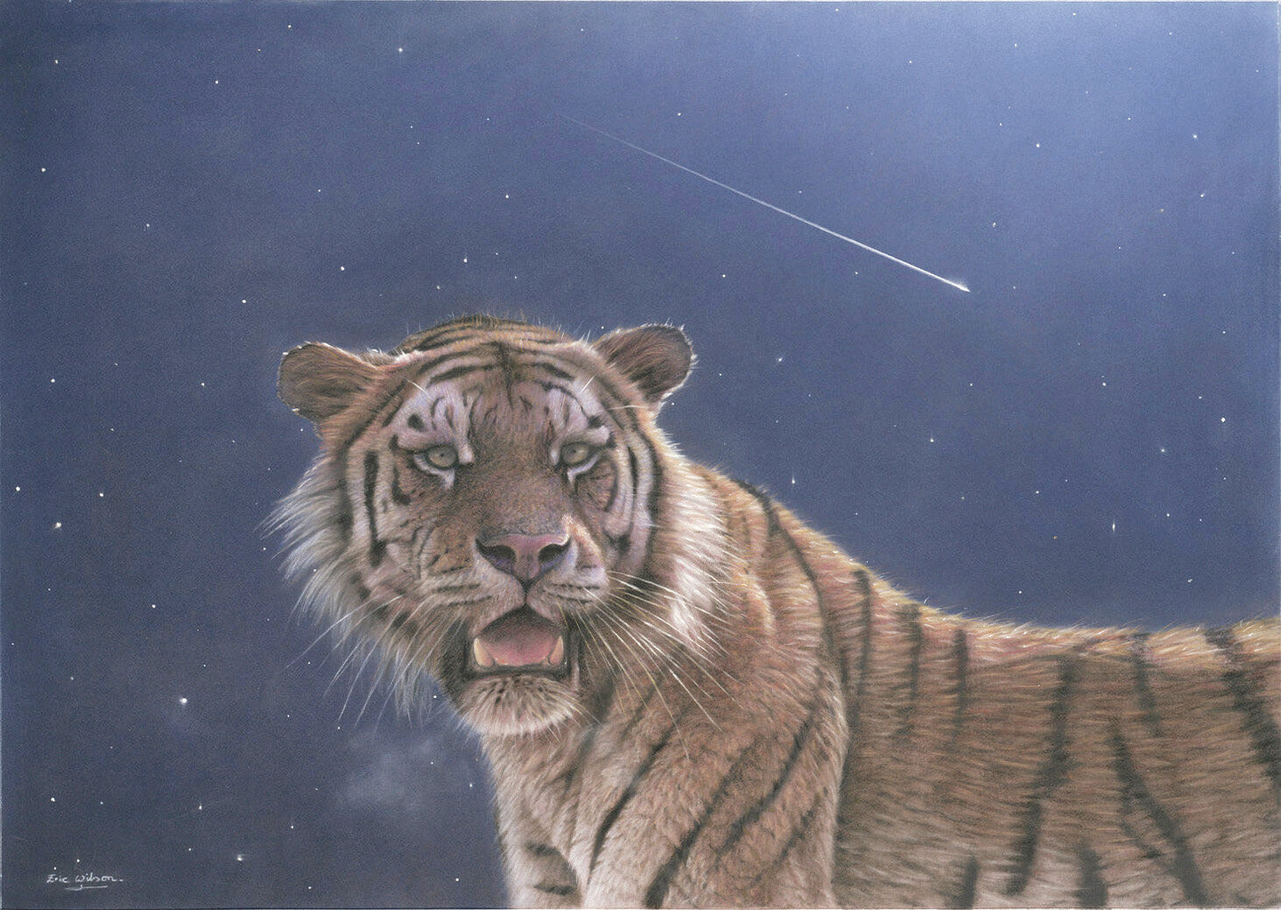 Falling Star - Female Amur Tiger