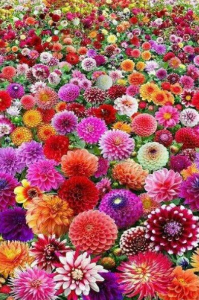 Dahlia Flowers Paint by Diamonds