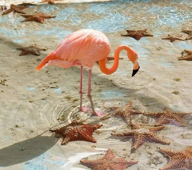 Flamingo Paint by Diamonds