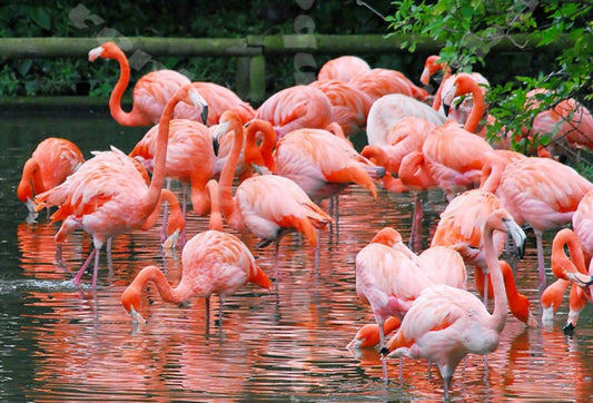Flamingos Kingdom Paint by Diamonds