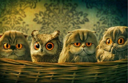 Funny Owl Basket Paint by Diamonds