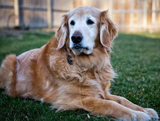 Golden Retriever Dog Paint by Diamonds