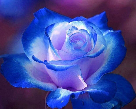 Blue Rose Diamond Painting