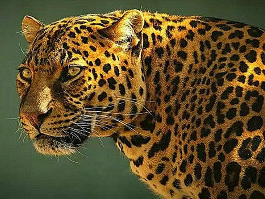 Guyana Jaguar Diamond Painting Kit