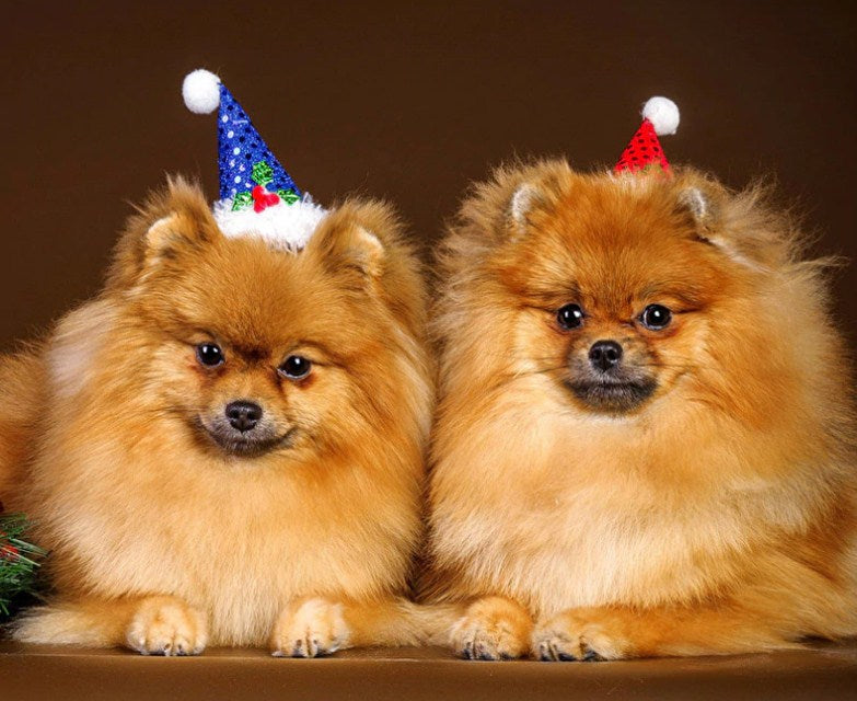 Happy Dogs on Christmas Diamond Painting