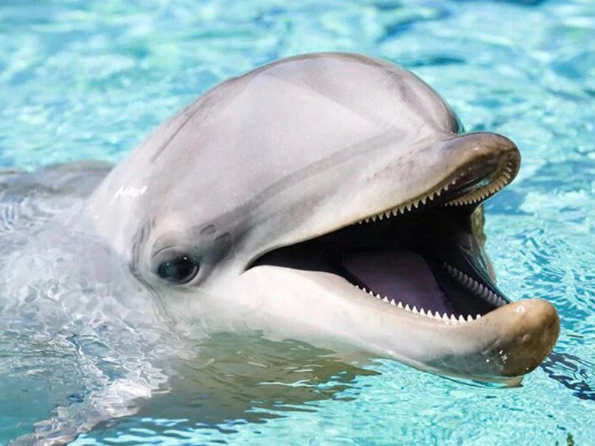 Happy Dolphin Paint by Diamonds
