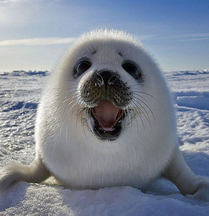 Happy White Seal Fish Paint by Diamonds