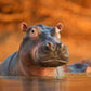 Hippo Diamond Painting Kit