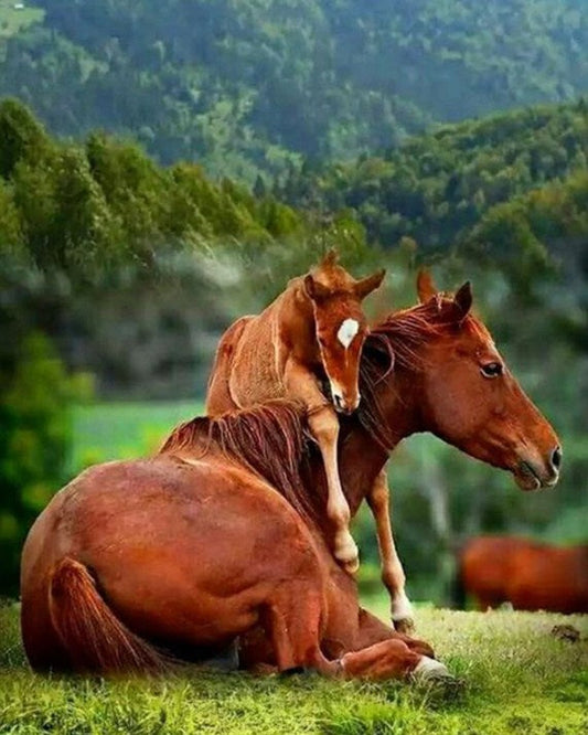 Horse Baby Hugging the Mother Diamond Painting