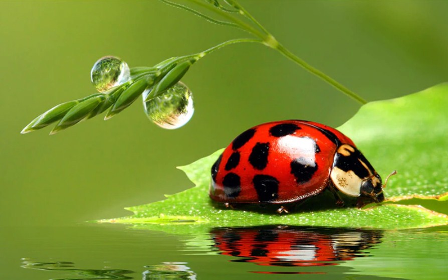 Lady Bird on a Leaf Paint by Diamonds
