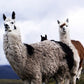 Llamas Paint by Diamonds