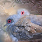 Lovely Dove Pair Paint by Diamonds