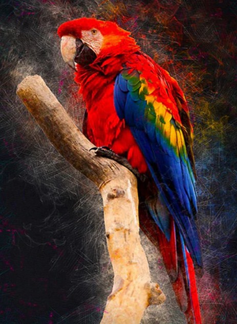 Macaw Parrot Paint by Diamonds